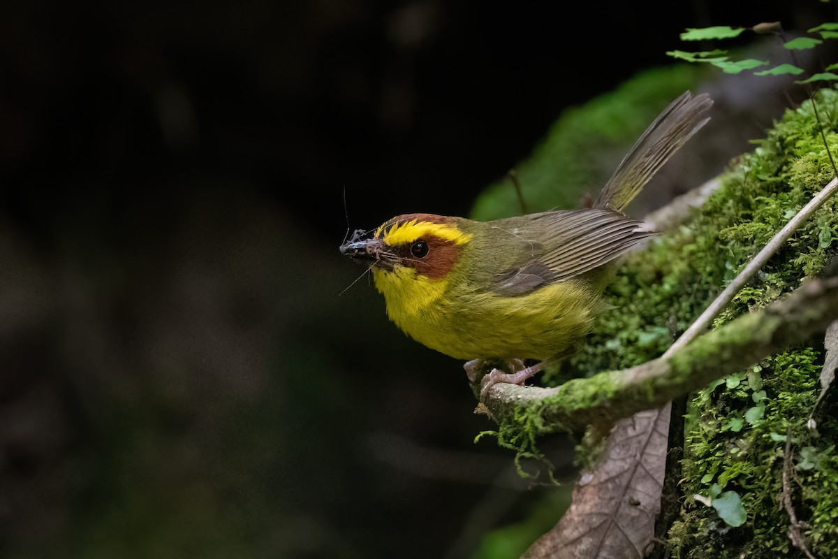 Golden-browed Warbler - Adam Jackson