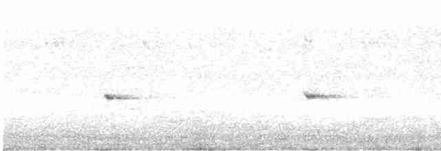 hvitstrupehonningeter - ML603936661