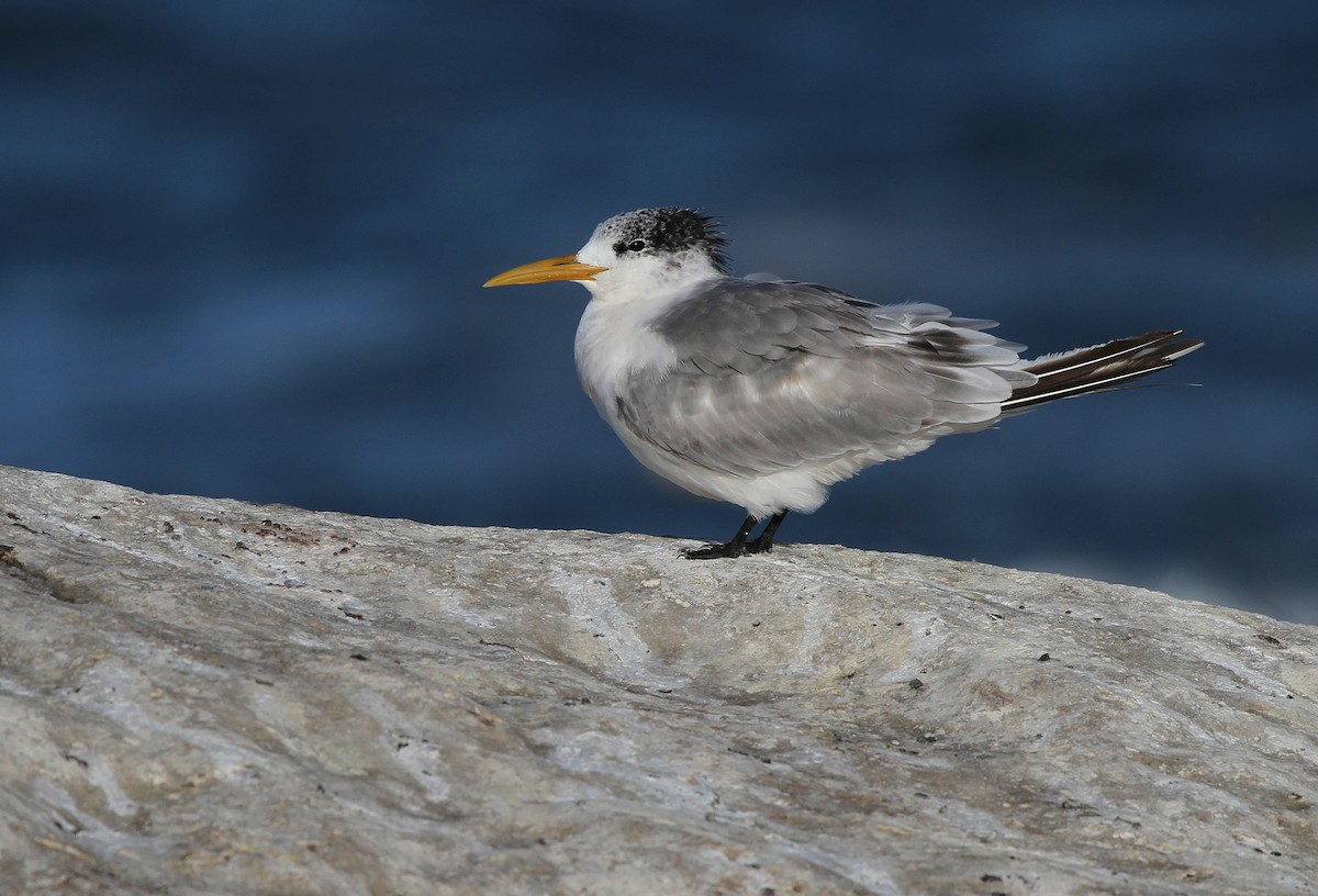 Great Crested Tern - ML603938141