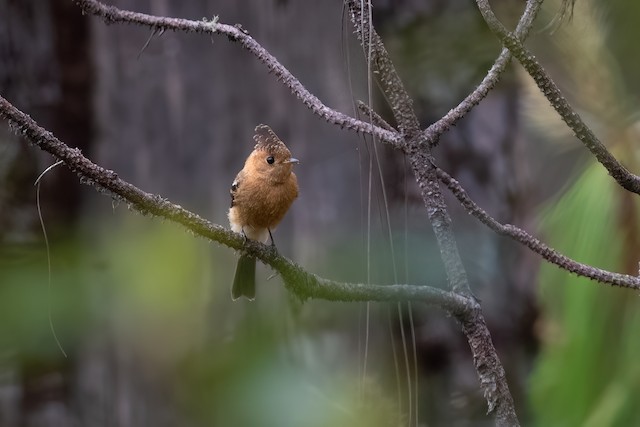 Tufted Flycatcher