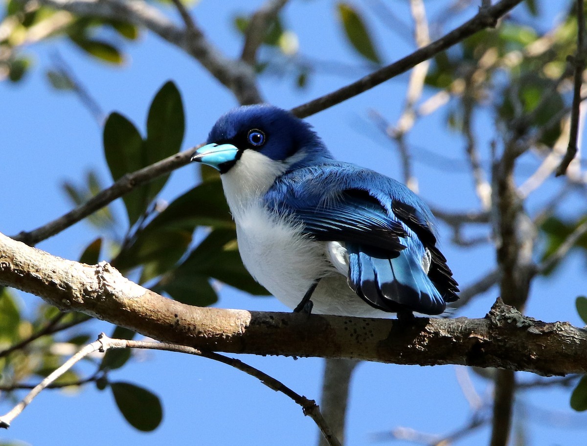 Madagascar Blue Vanga - ML603939941