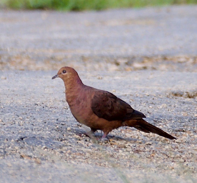 Philippine Cuckoo-Dove - ML603940651