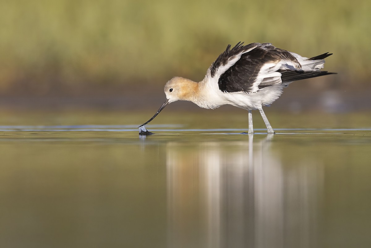 eBird Checklist - 13 Aug 2023 - Cooking Lake - 37 species (+5 other taxa)
