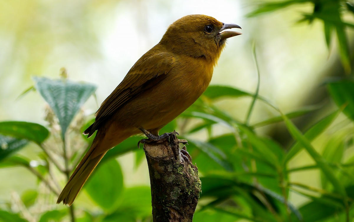Hepatic Tanager (Highland) - ML603945671