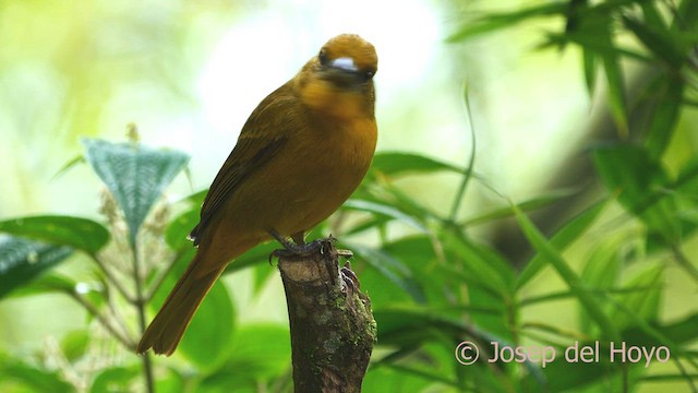 Hepatic Tanager (Highland) - ML603946841