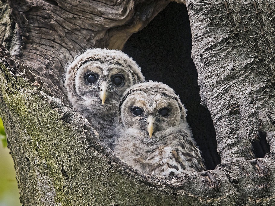 Barred Owl - Tina Green