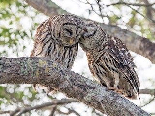  - Barred Owl