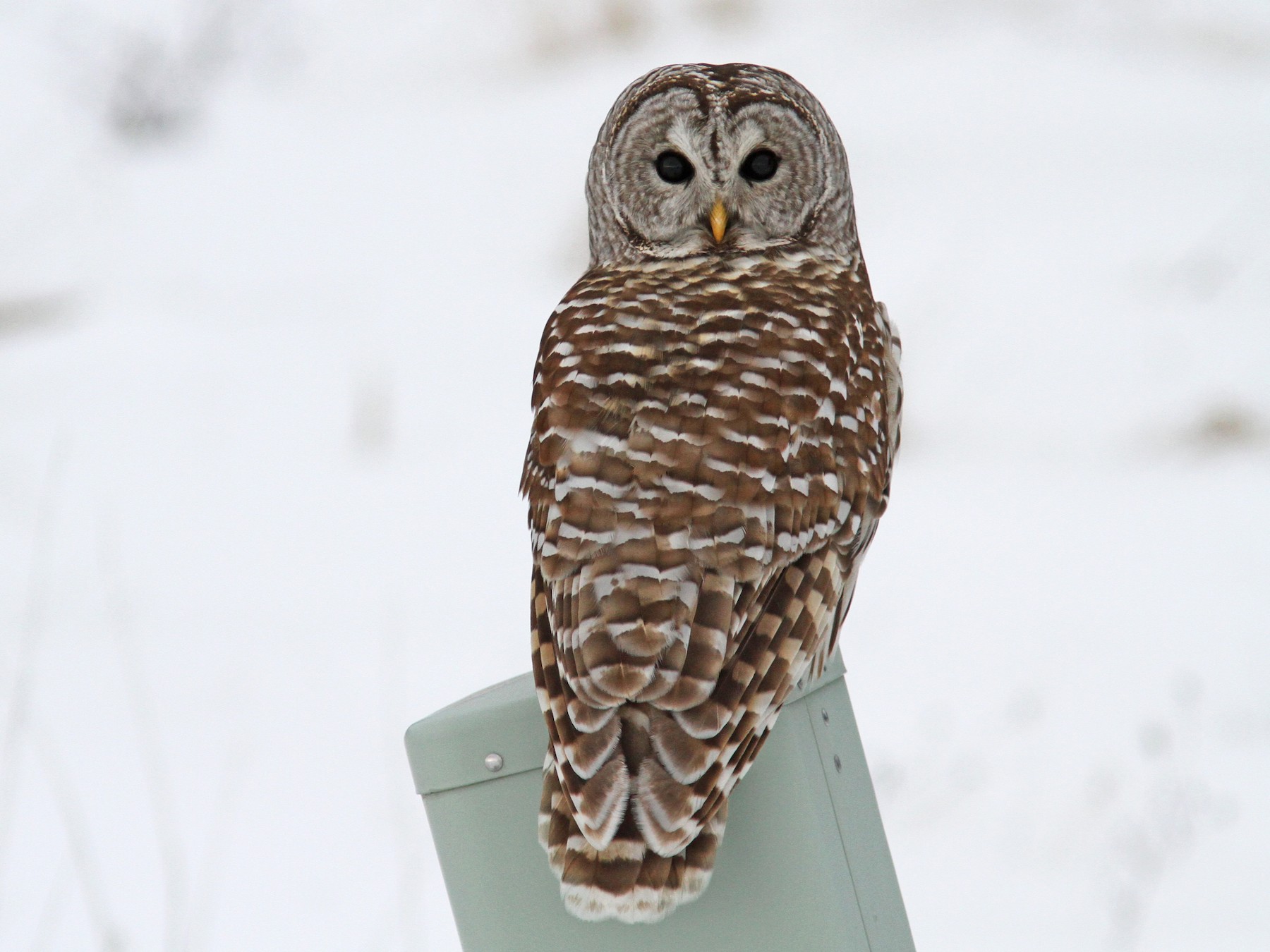 Barred Owl - Sean Fitzgerald