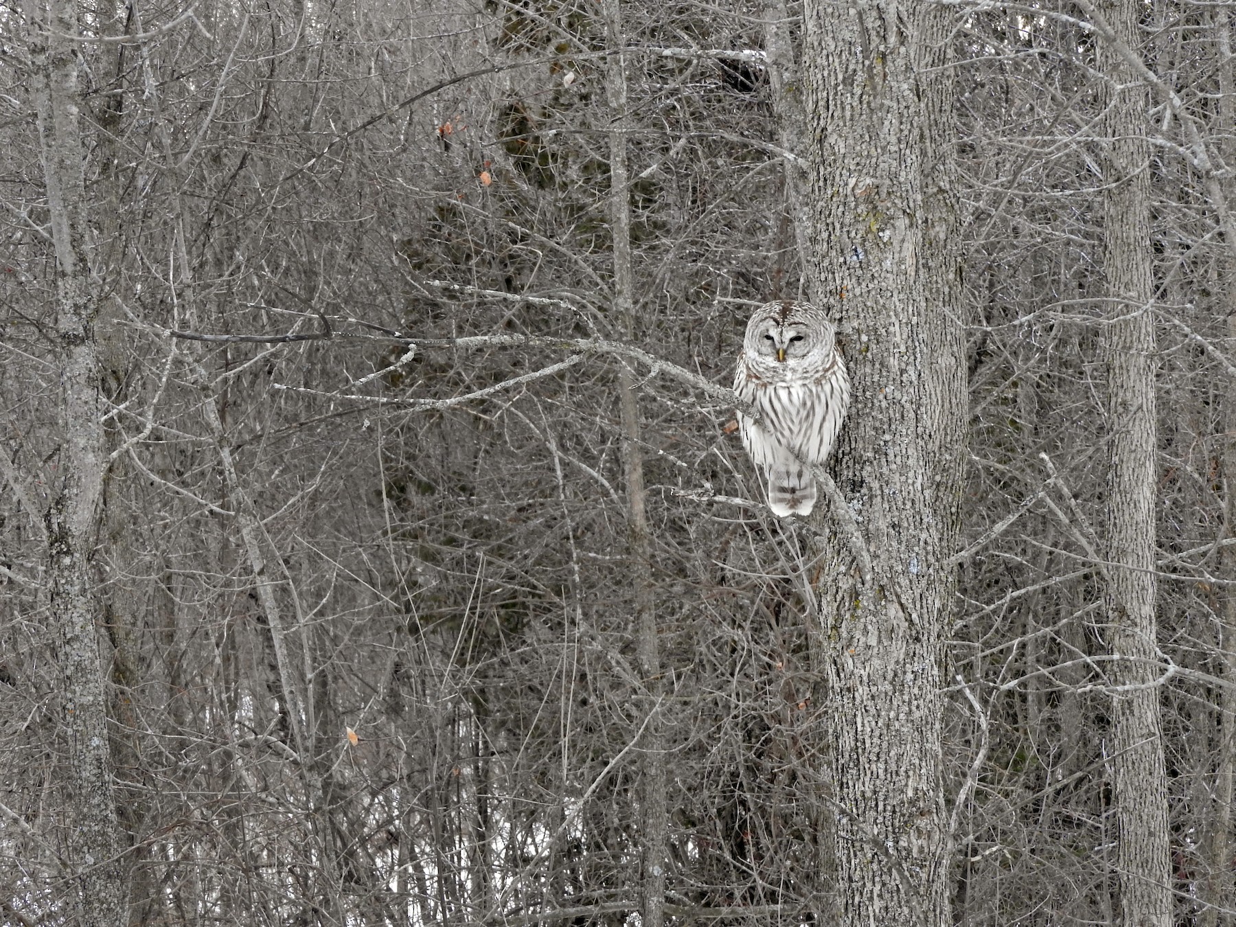 Chouette rayée - eBird