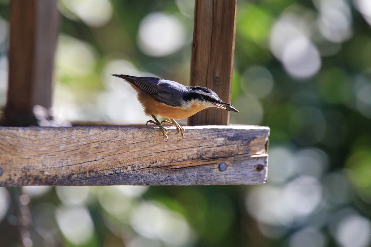 Red-breasted Nuthatch - Joseph Turmes