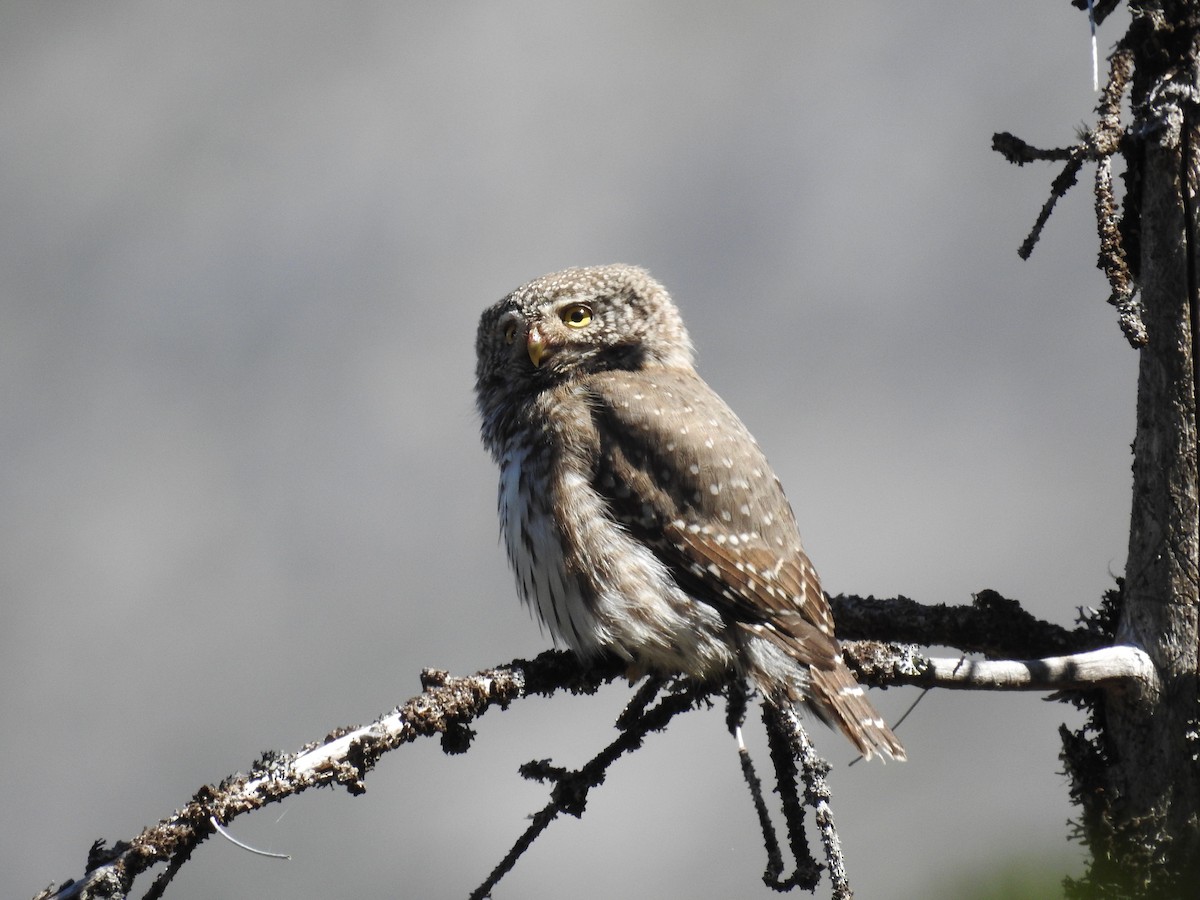 Eurasian Pygmy-Owl - ML603951481