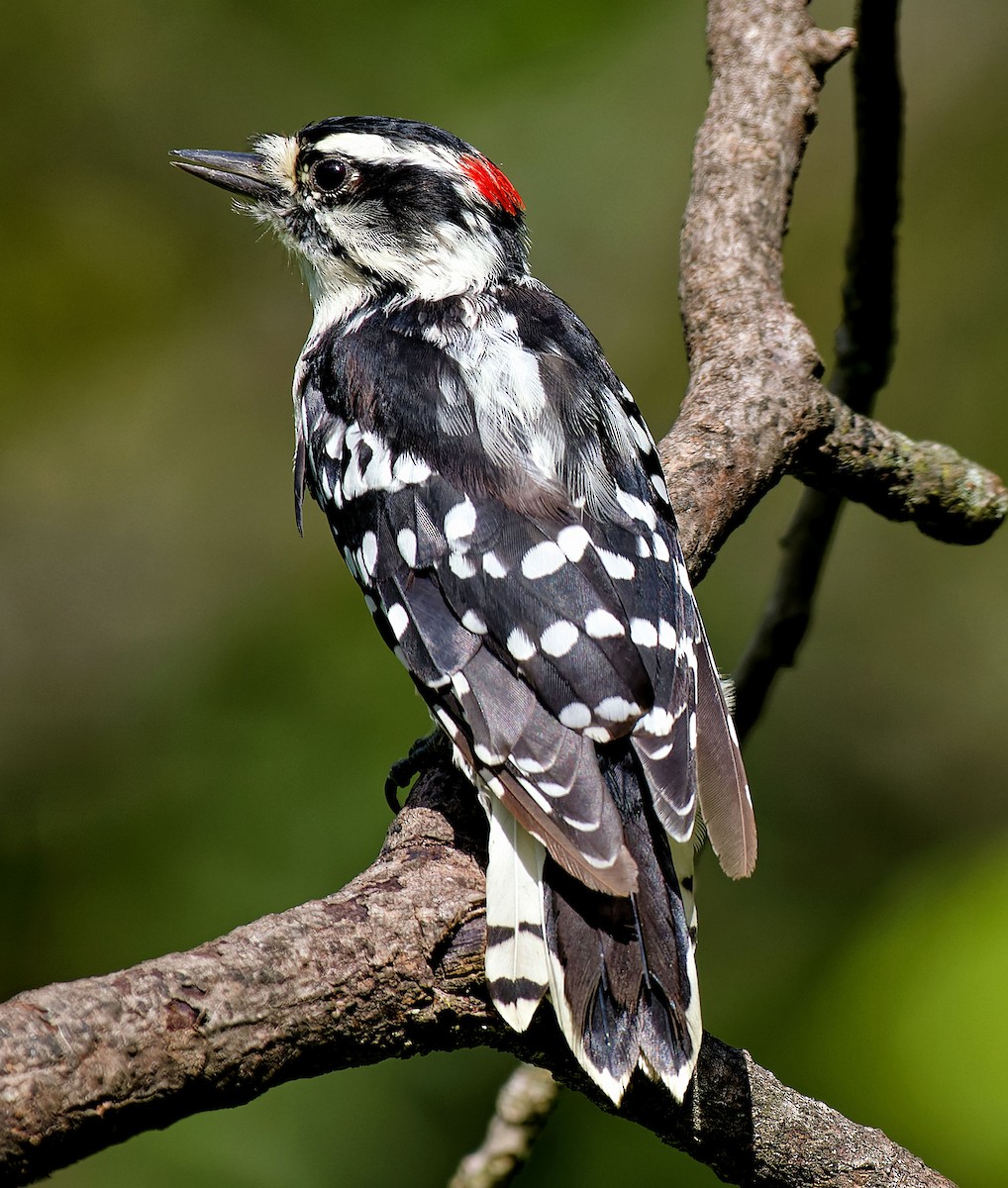Downy Woodpecker - ML603951871