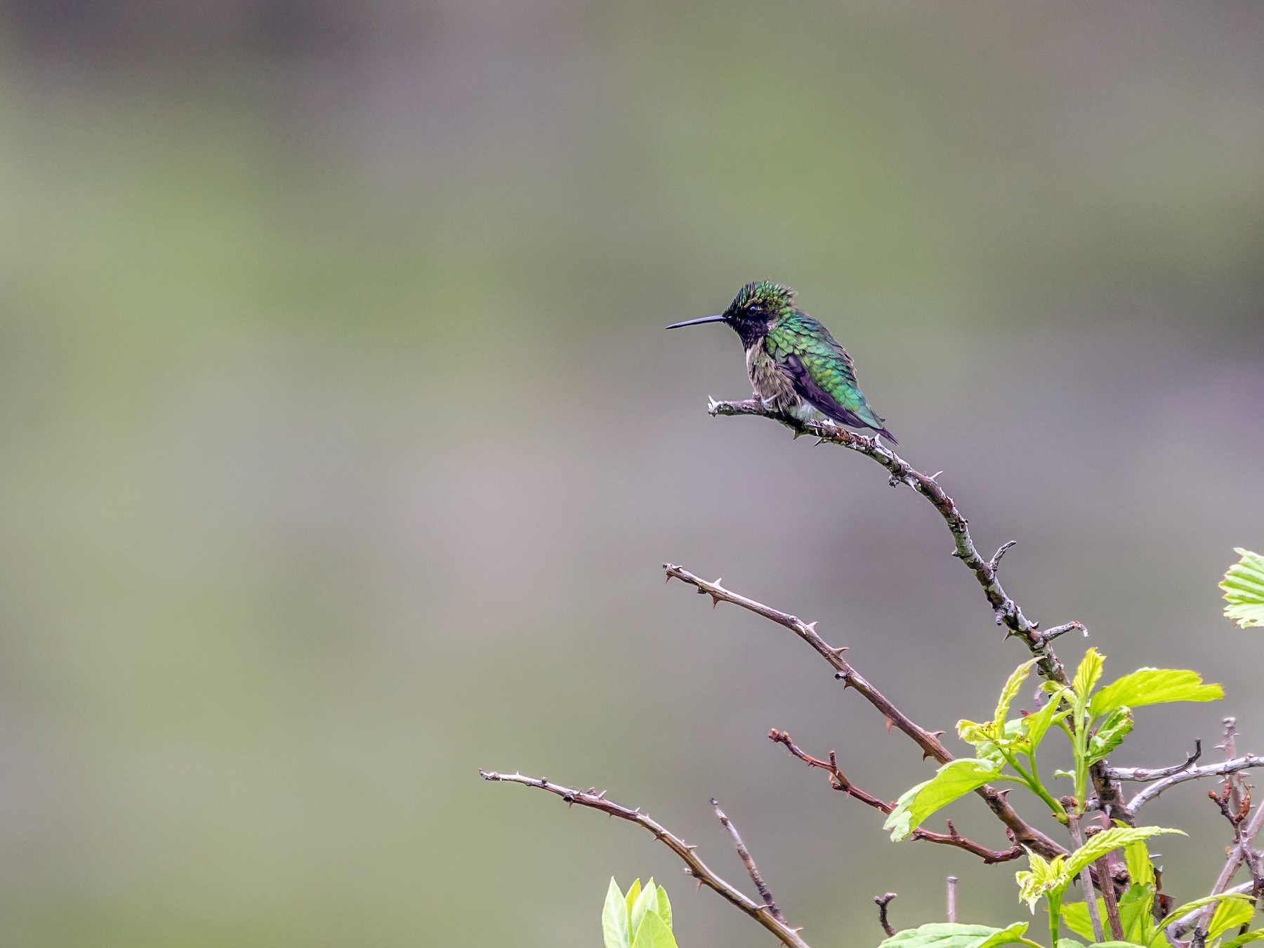 Ruby-throated Hummingbird - Paul Bigelow