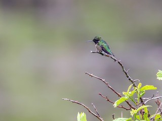 ノドアカハチドリ - eBird