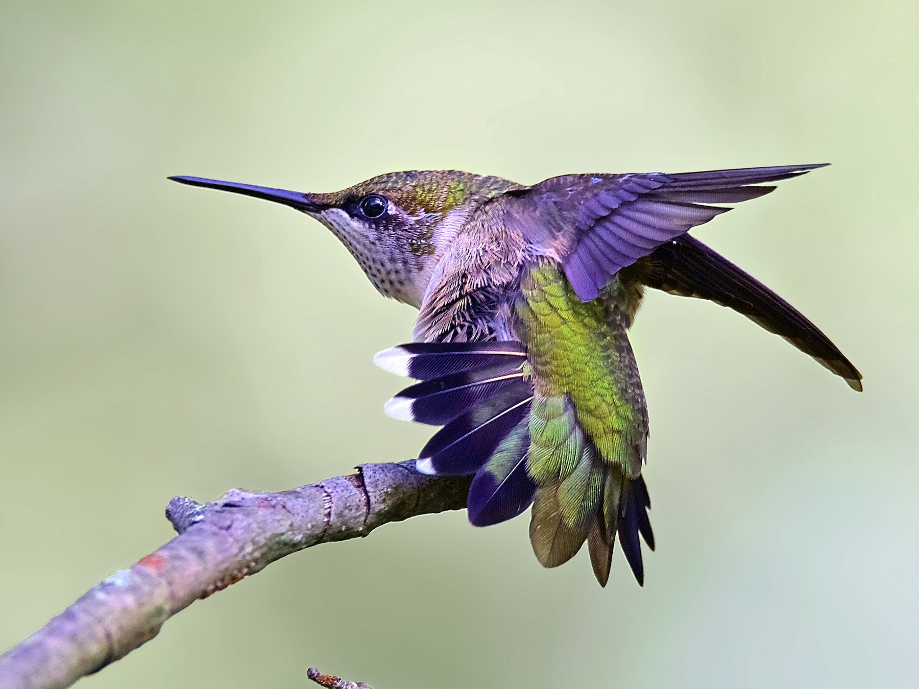 Ruby-throated Hummingbird - Warren Lynn