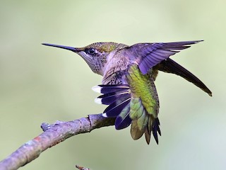 ノドアカハチドリ - eBird