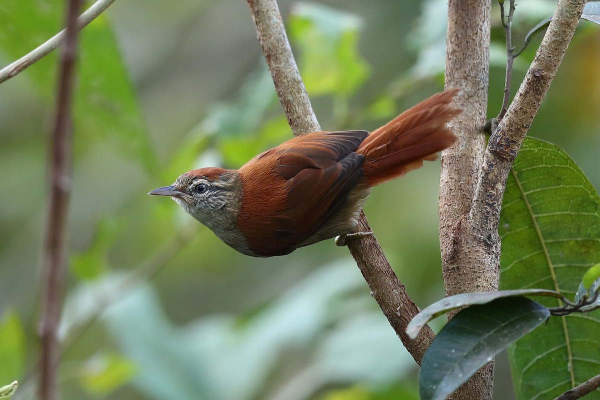 Rusty-backed Spinetail - ML603959141