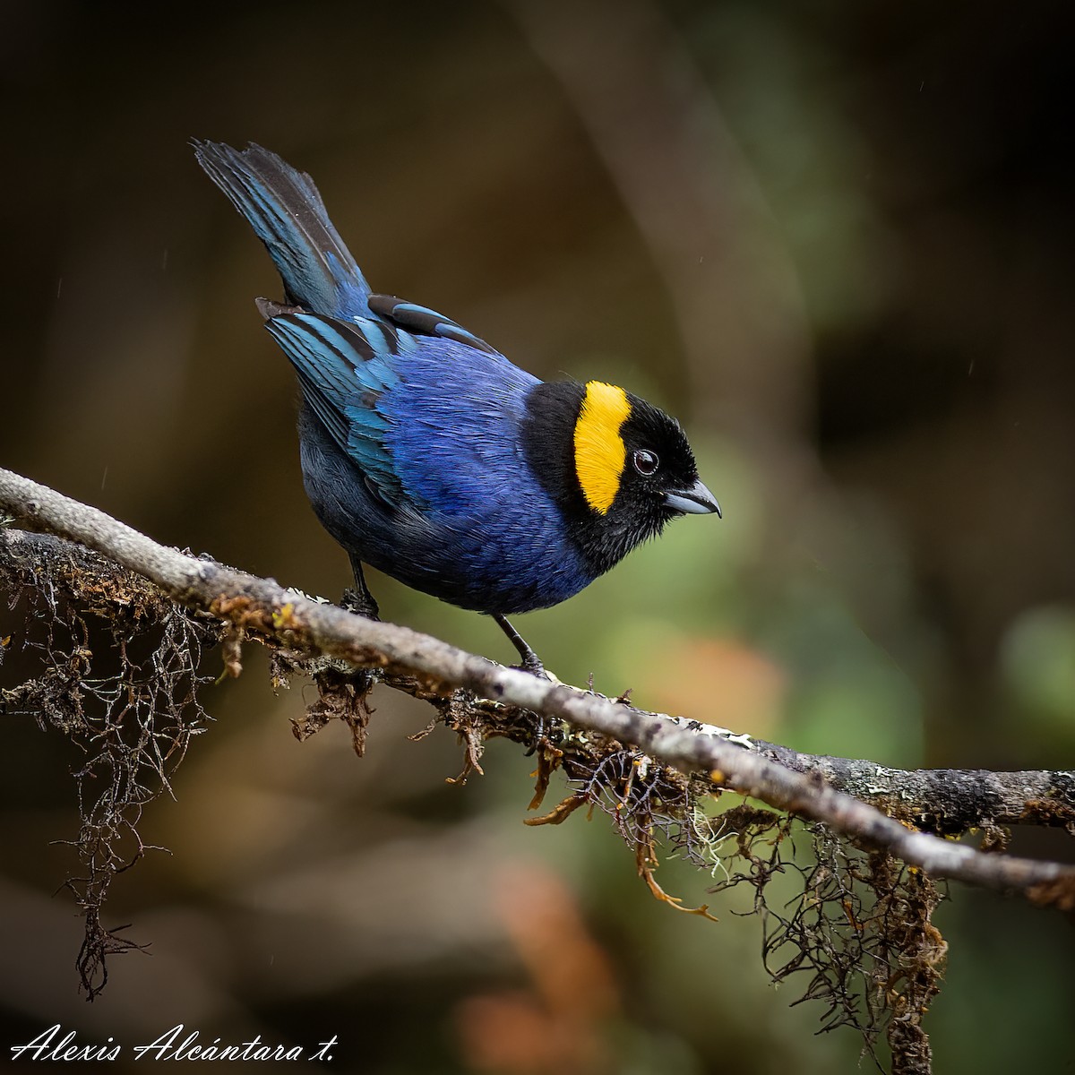Yellow-scarfed Tanager - ML603961261