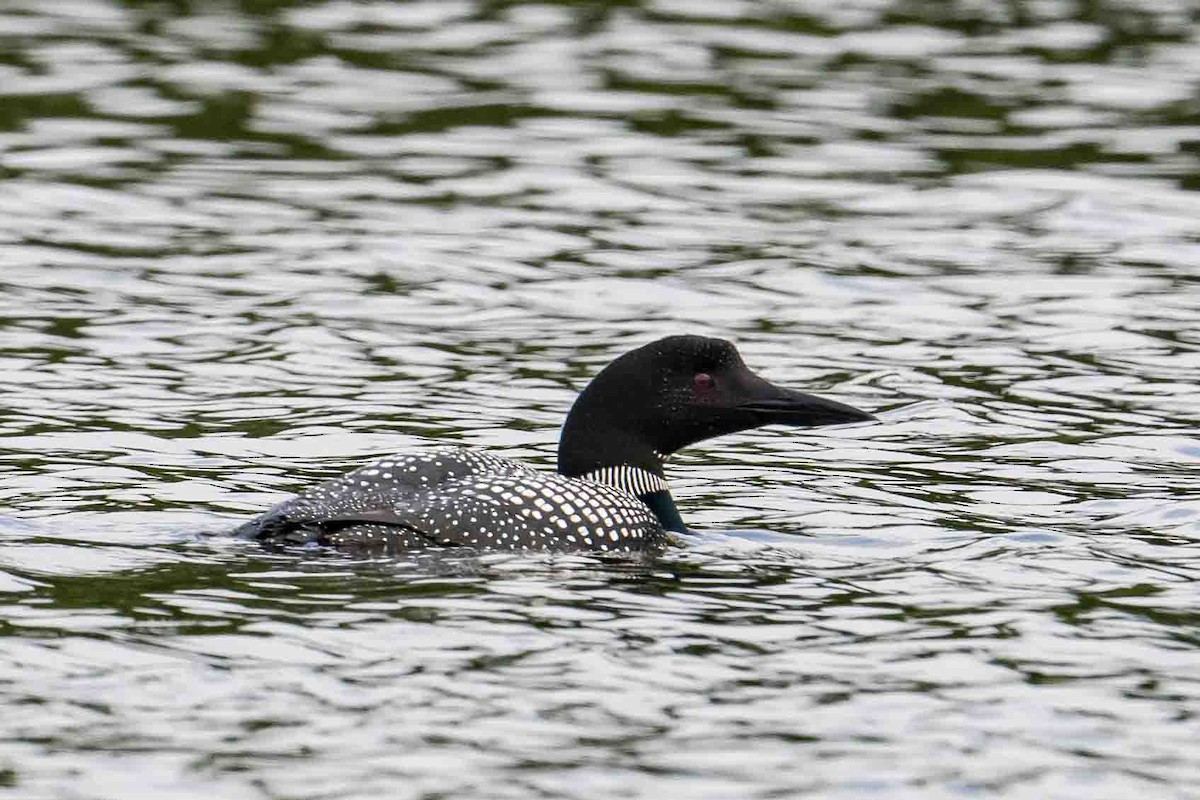 Common Loon - Frank King