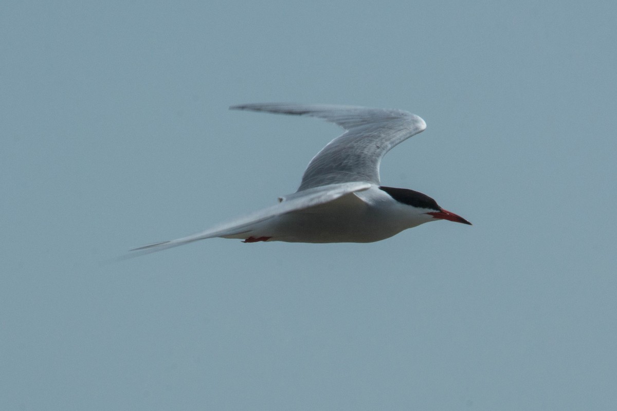 Common Tern - Joshua Little
