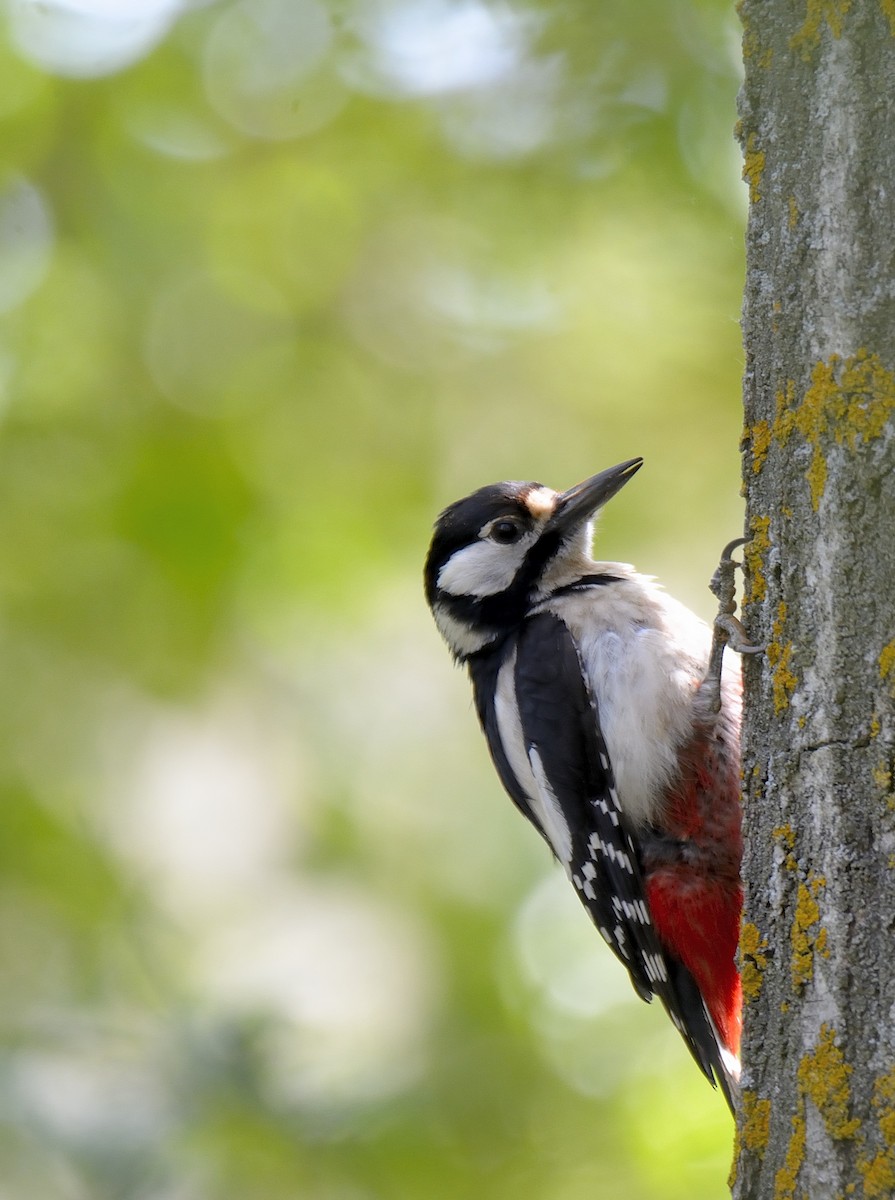 Great Spotted Woodpecker - Carlos Alberto Ramírez