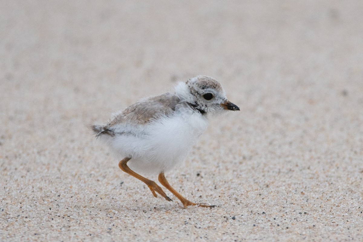 Piping Plover - ML603967291