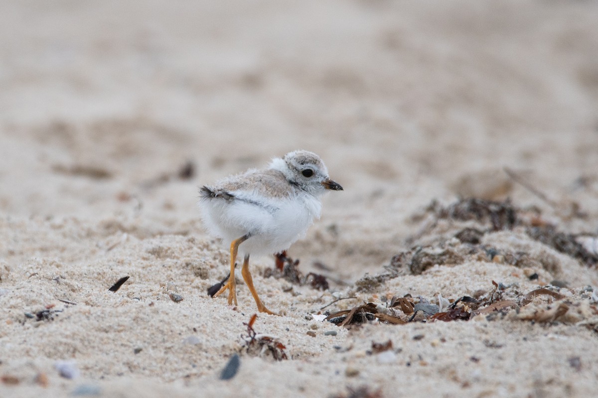 Piping Plover - ML603967301