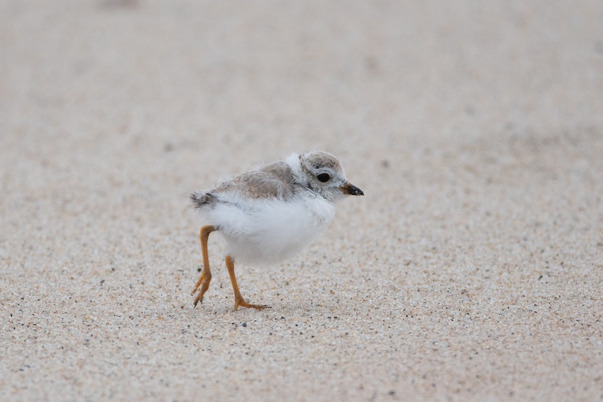 Piping Plover - ML603967311