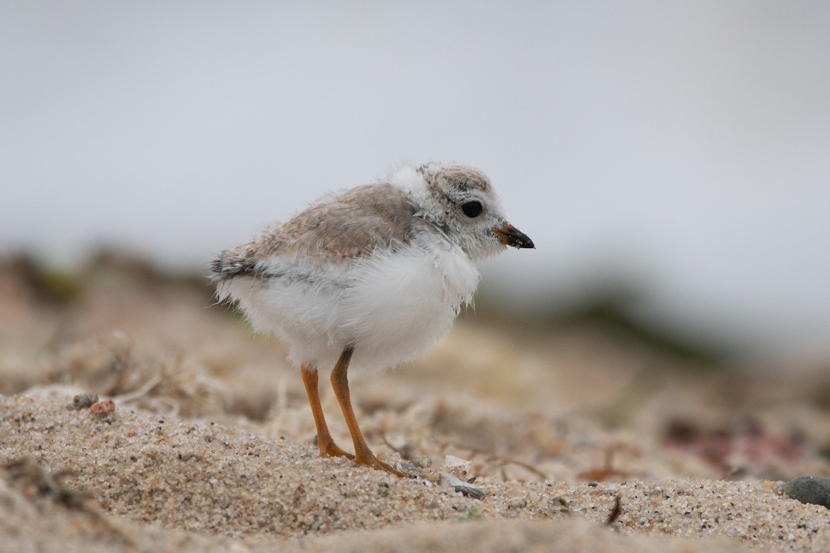 Piping Plover - ML603967321