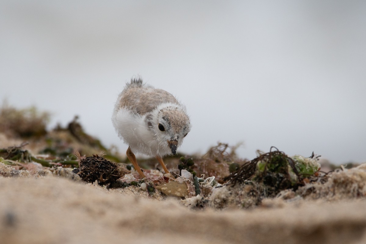 Piping Plover - ML603967331