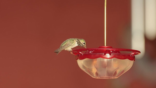 Calliope Hummingbird - ML603967961