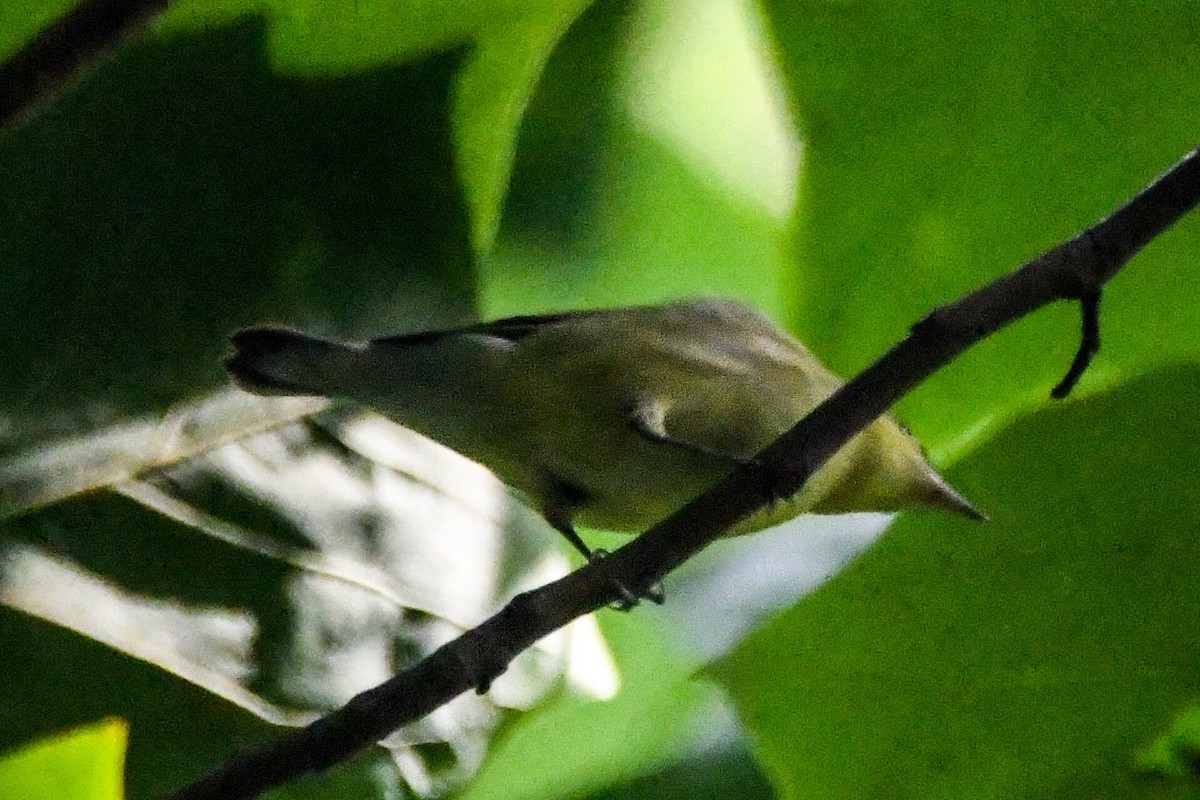 Bay-breasted Warbler - ML603969951