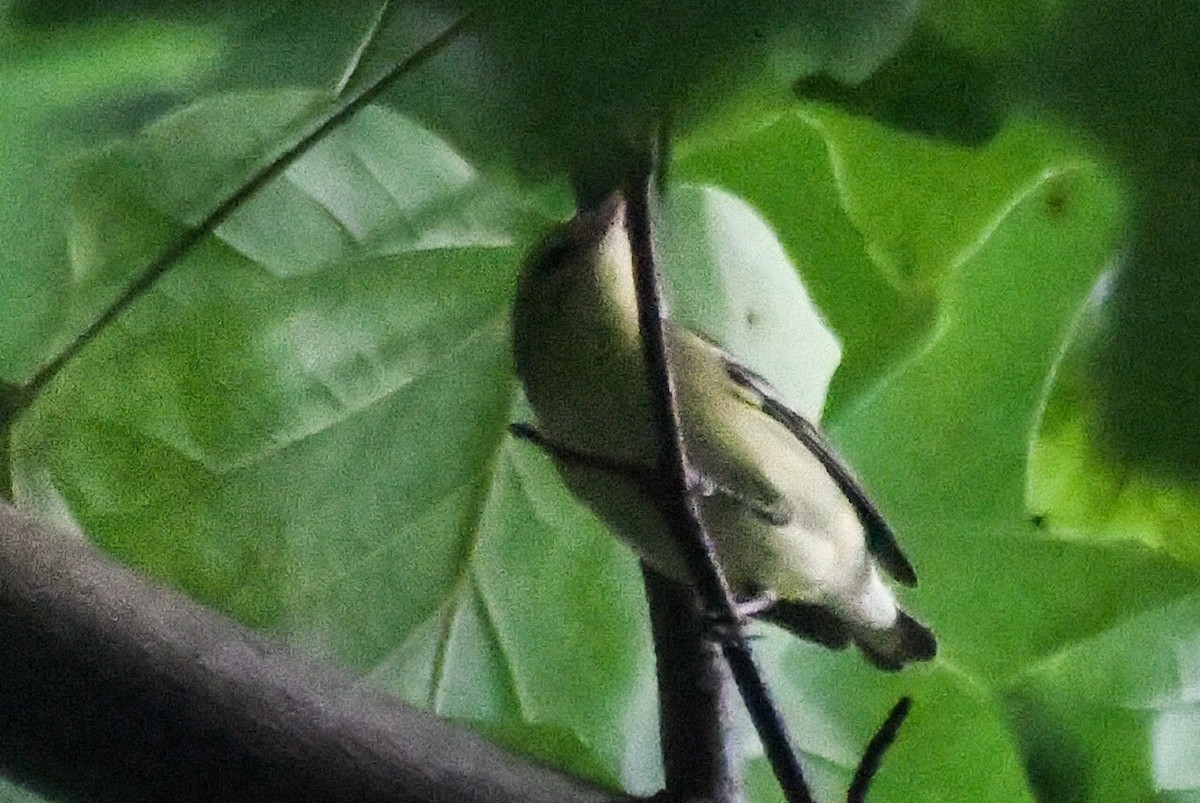 Bay-breasted Warbler - ML603969961