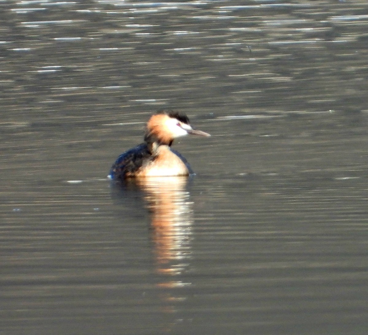 Great Crested Grebe - ML603971791