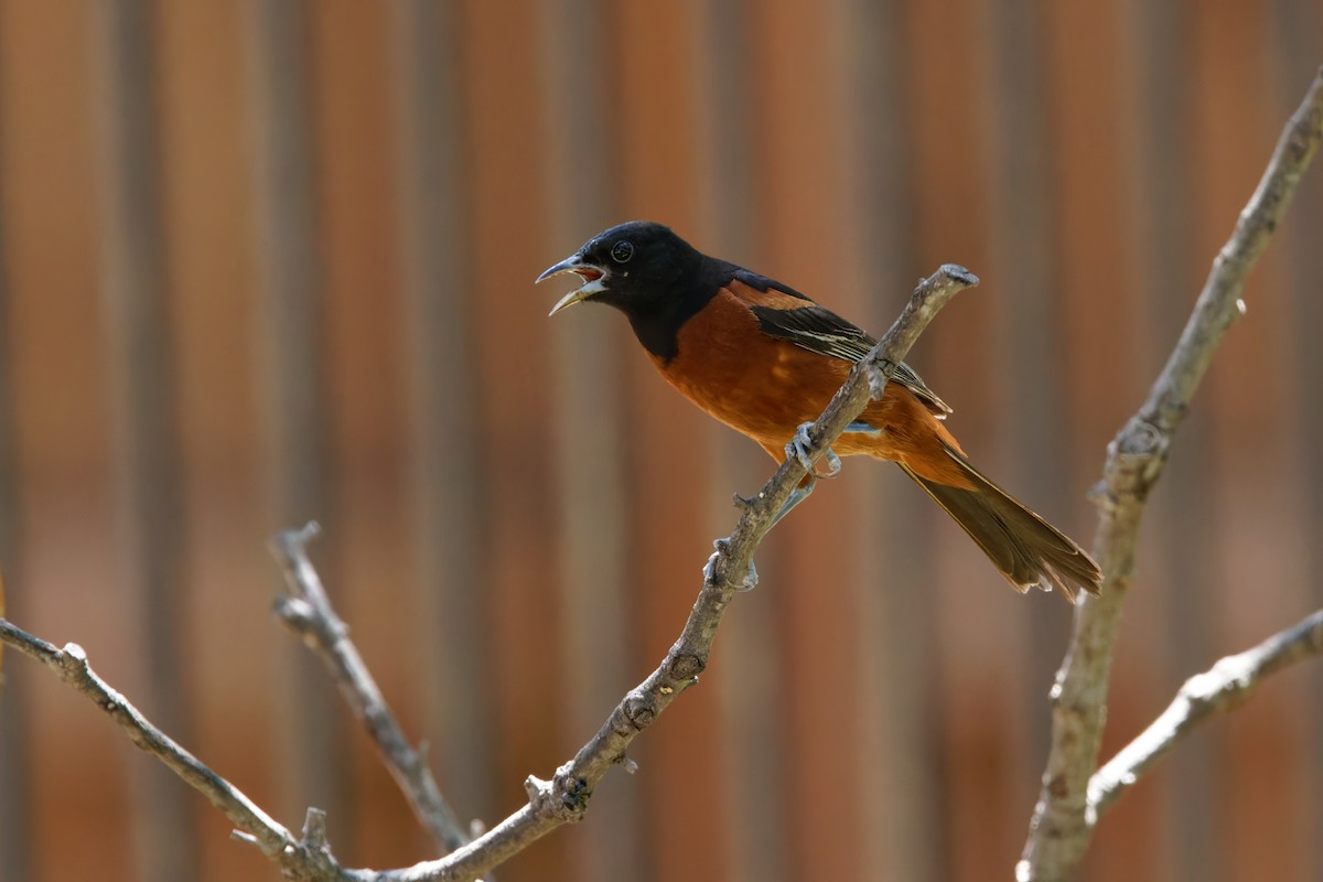 Orchard Oriole - ML603972911