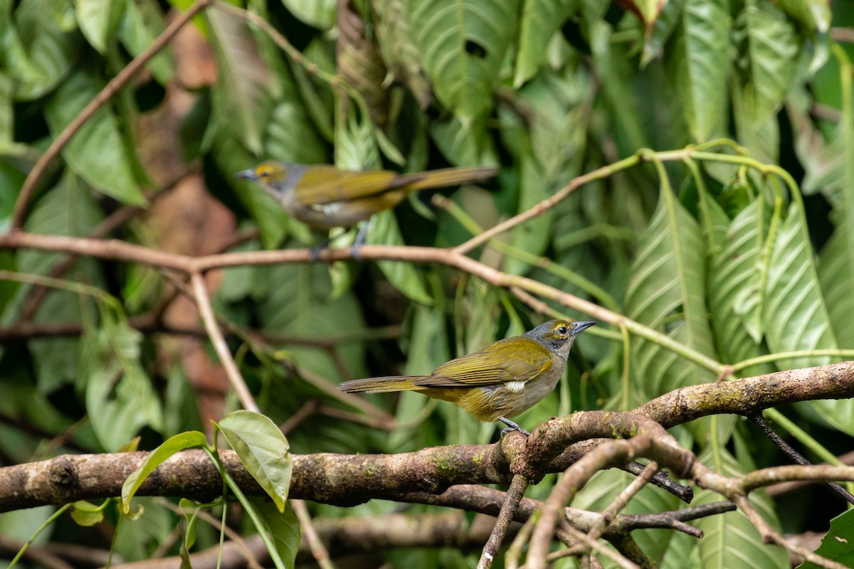 Fulvous-crested Tanager - ML603973871
