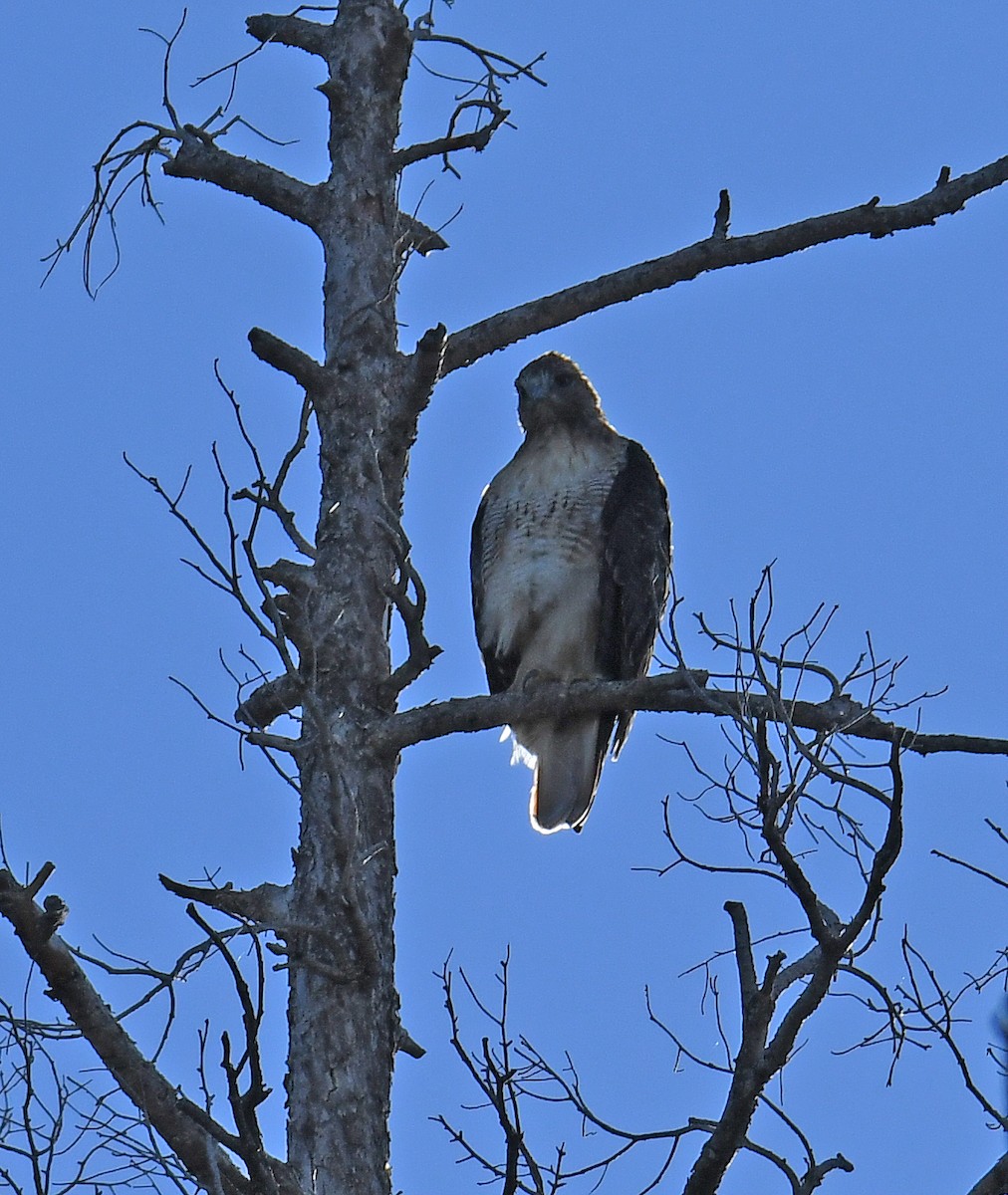Red-tailed Hawk - ML603975201