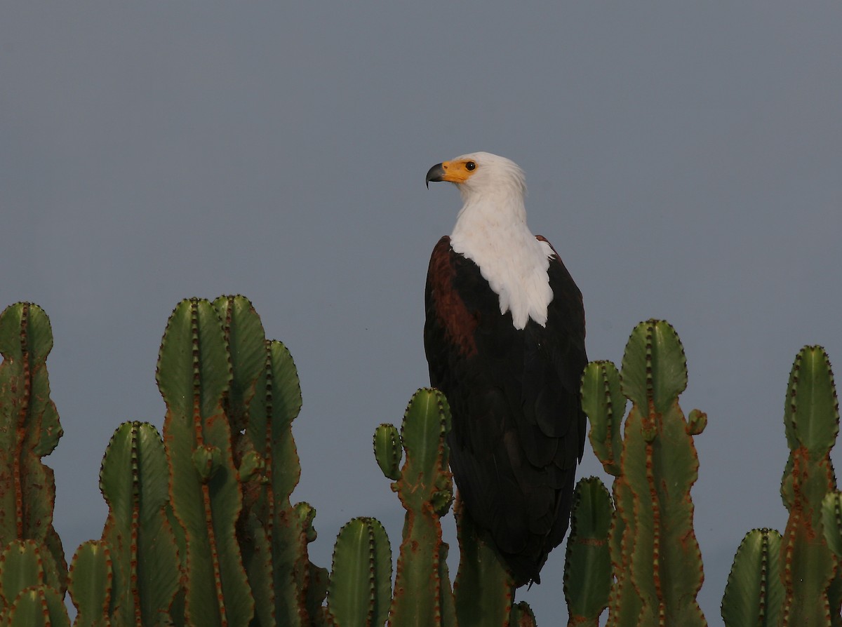 African Fish-Eagle - ML603975391