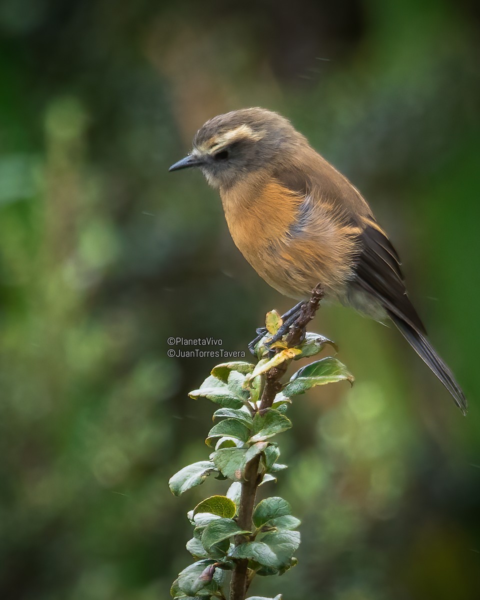 Brown-backed Chat-Tyrant - ML603975681
