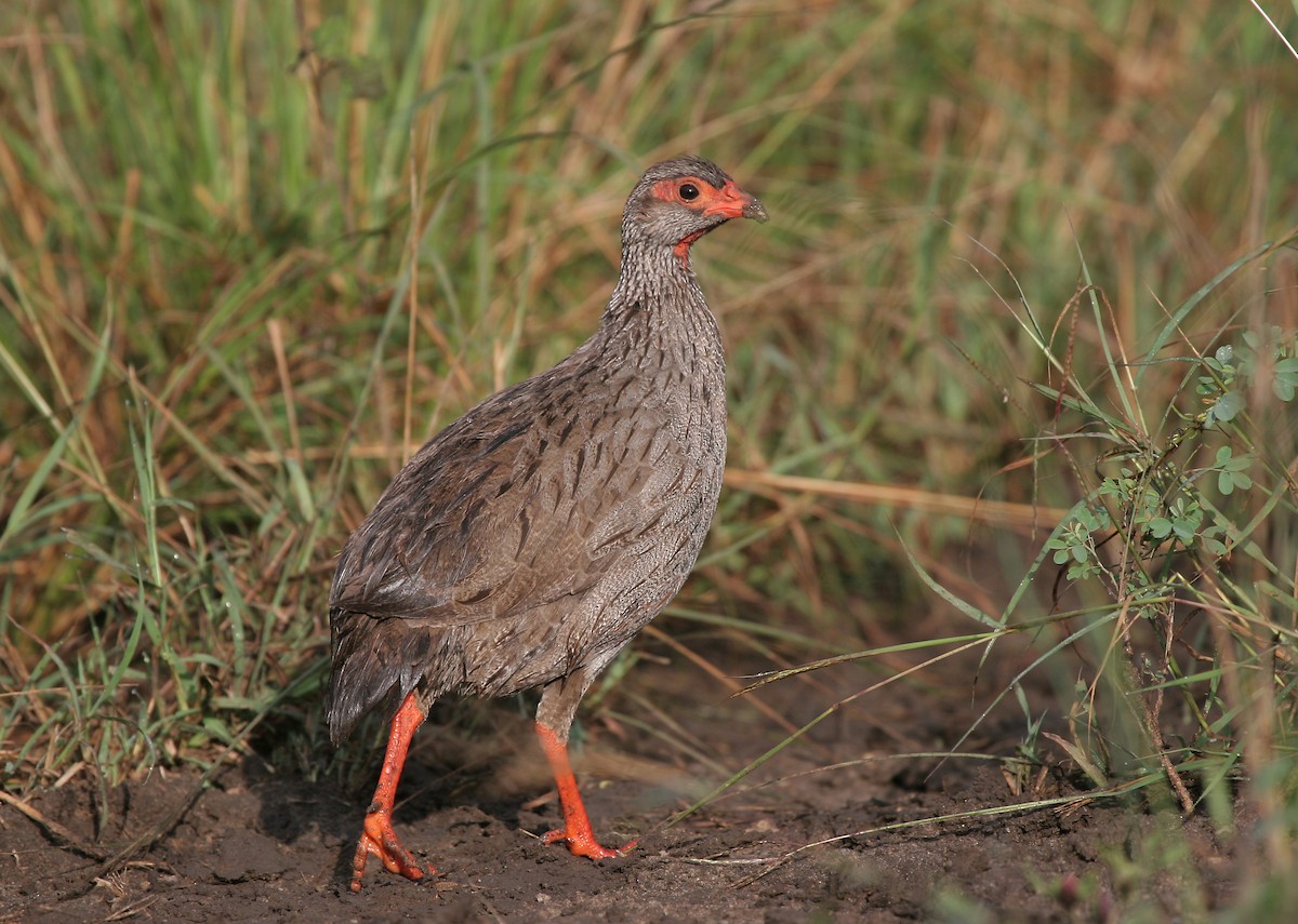 Red-necked Spurfowl - ML603976711