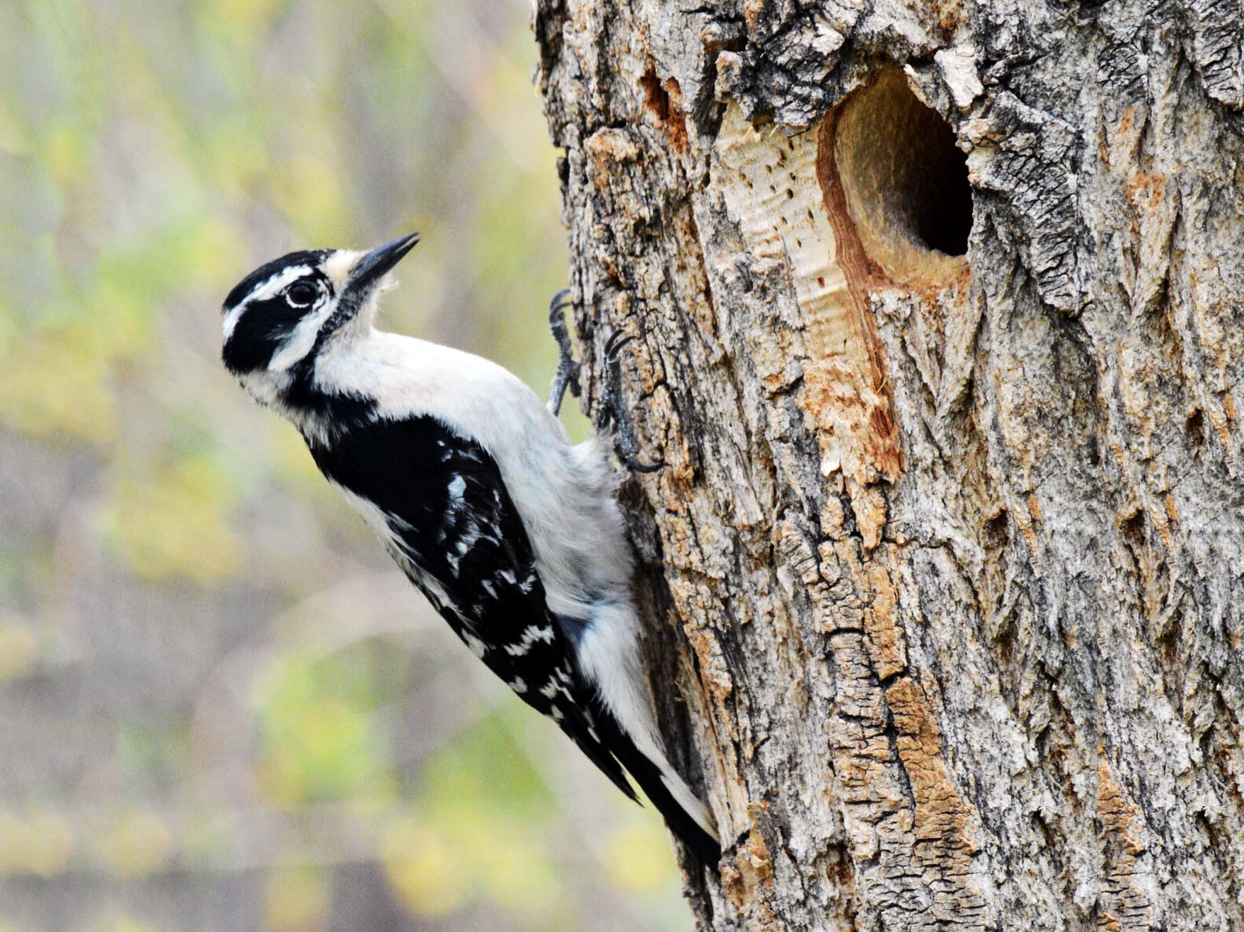 Downy Woodpecker - Doug Swartz