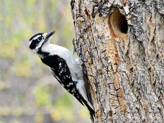 Female (Eastern) - Doug Swartz - ML60397881