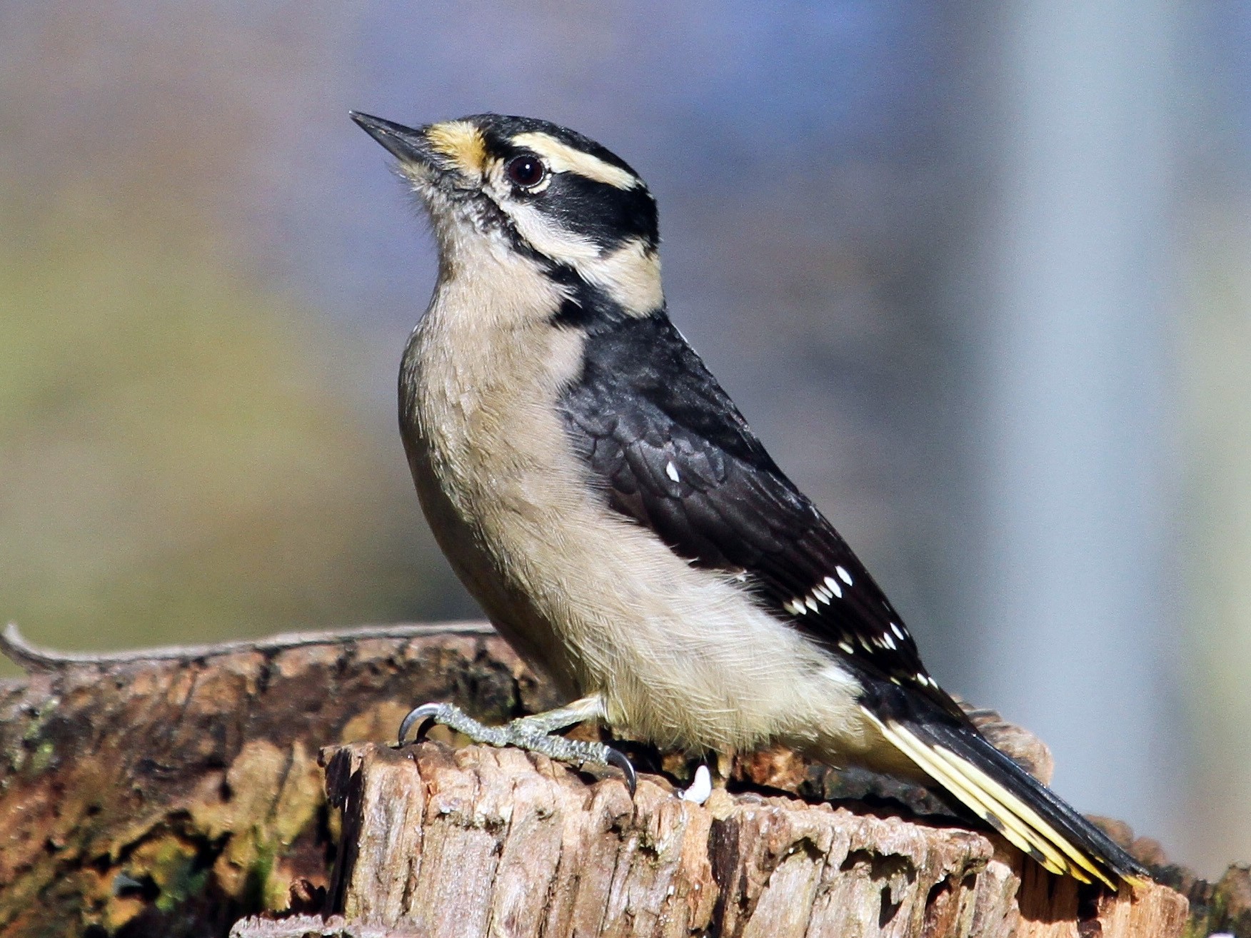 Downy Woodpecker - John F. Gatchet