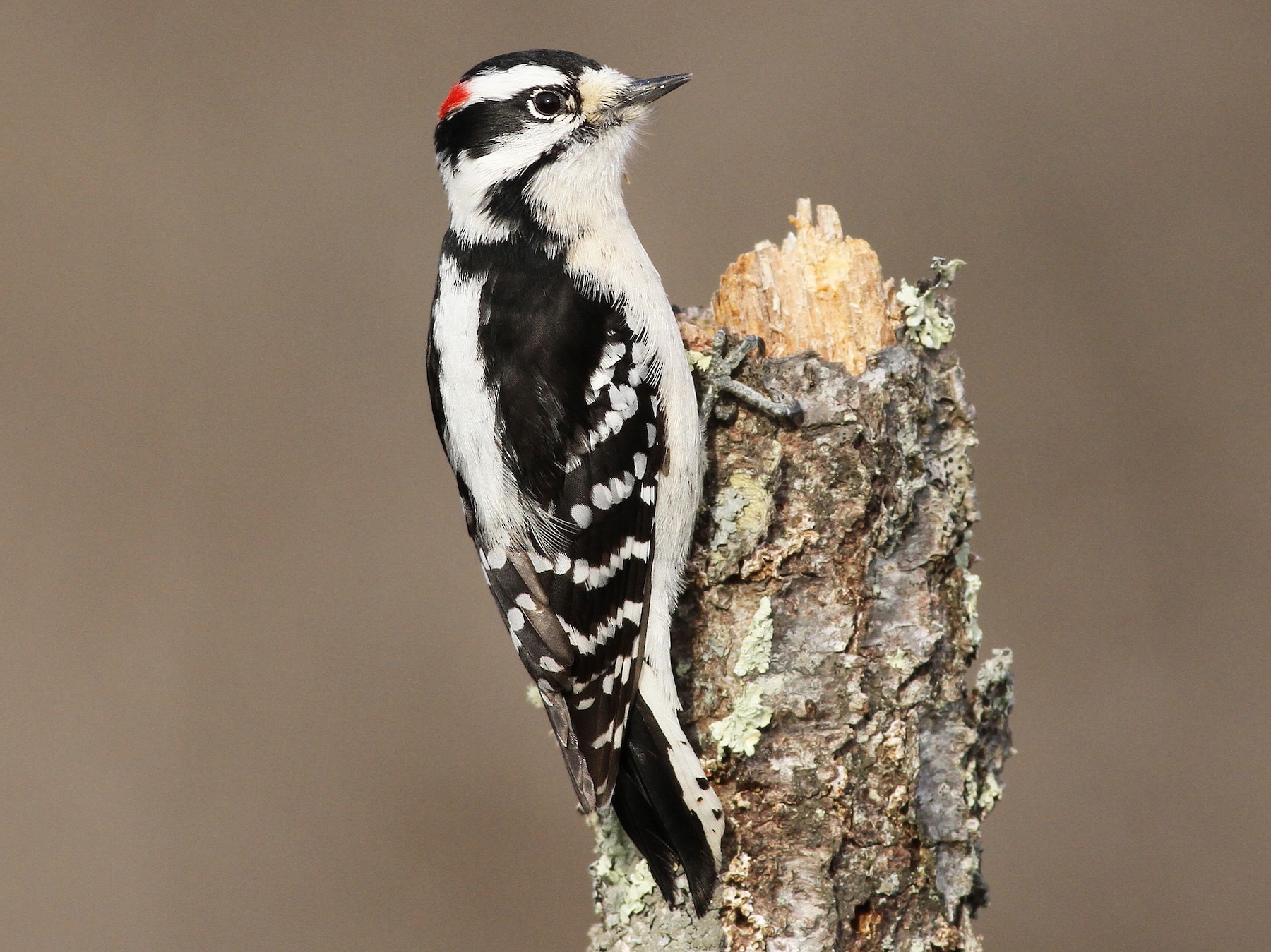 Downy Woodpecker - Evan Lipton