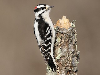  - Downy Woodpecker