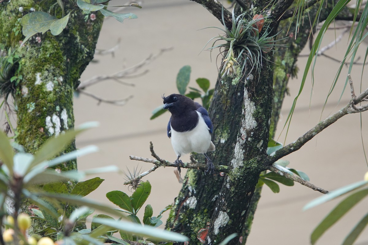 Curl-crested Jay - ML603980331