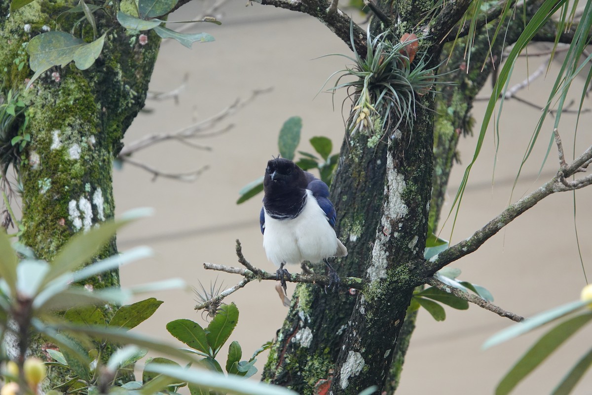Curl-crested Jay - ML603980341