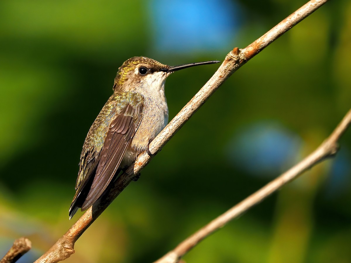 Ruby-throated Hummingbird - ML603985311