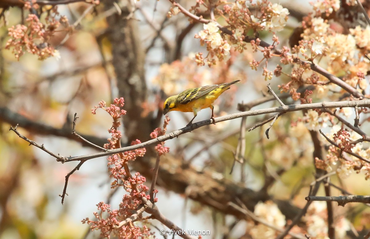 Yellow-fronted Canary - ML603985571
