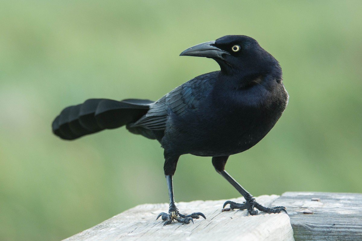 Great-tailed Grackle - ML60398861
